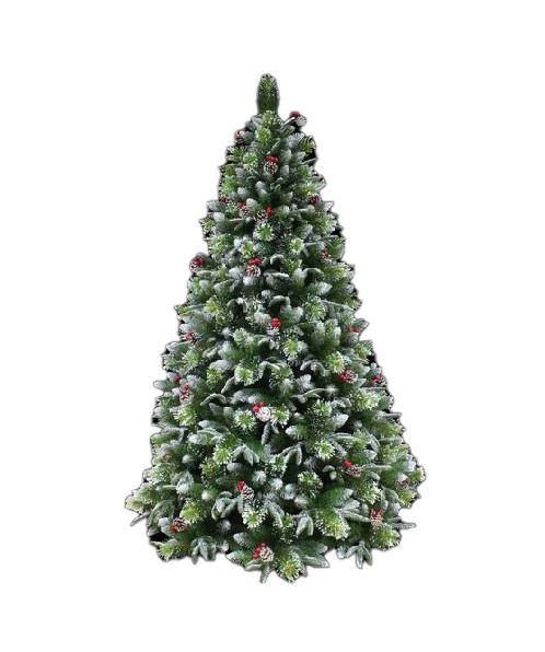 Sapin royal neige / 30 - 33