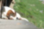 schlafender Hund