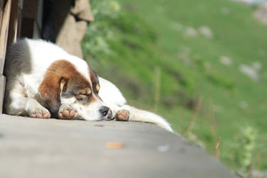 Sleeping Dogs | Let Sleeping Dogs Lie!