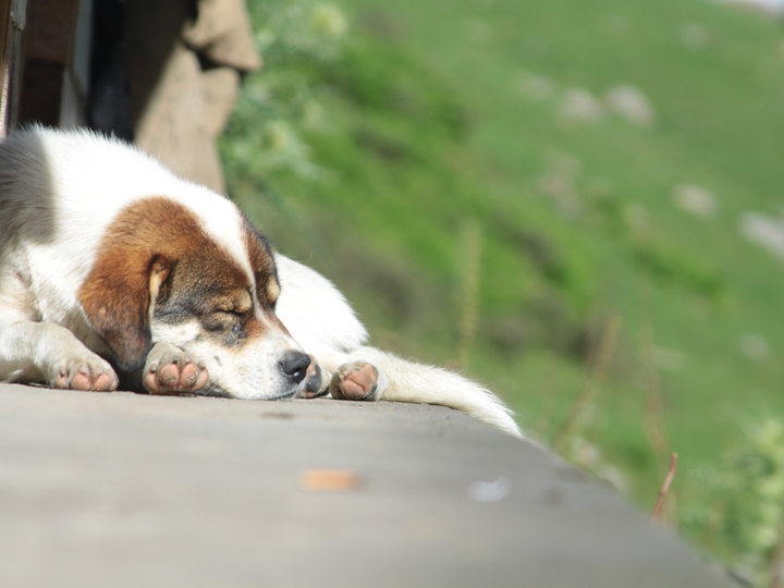 Journey Home Animal Rescue Grand Forks, North Dakota Animal Rescue