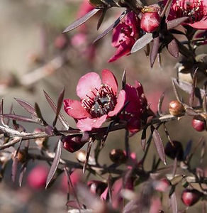 Aromathérapie Écurie Shamanica