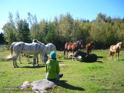 Atelier chevaux/Workshop horses
