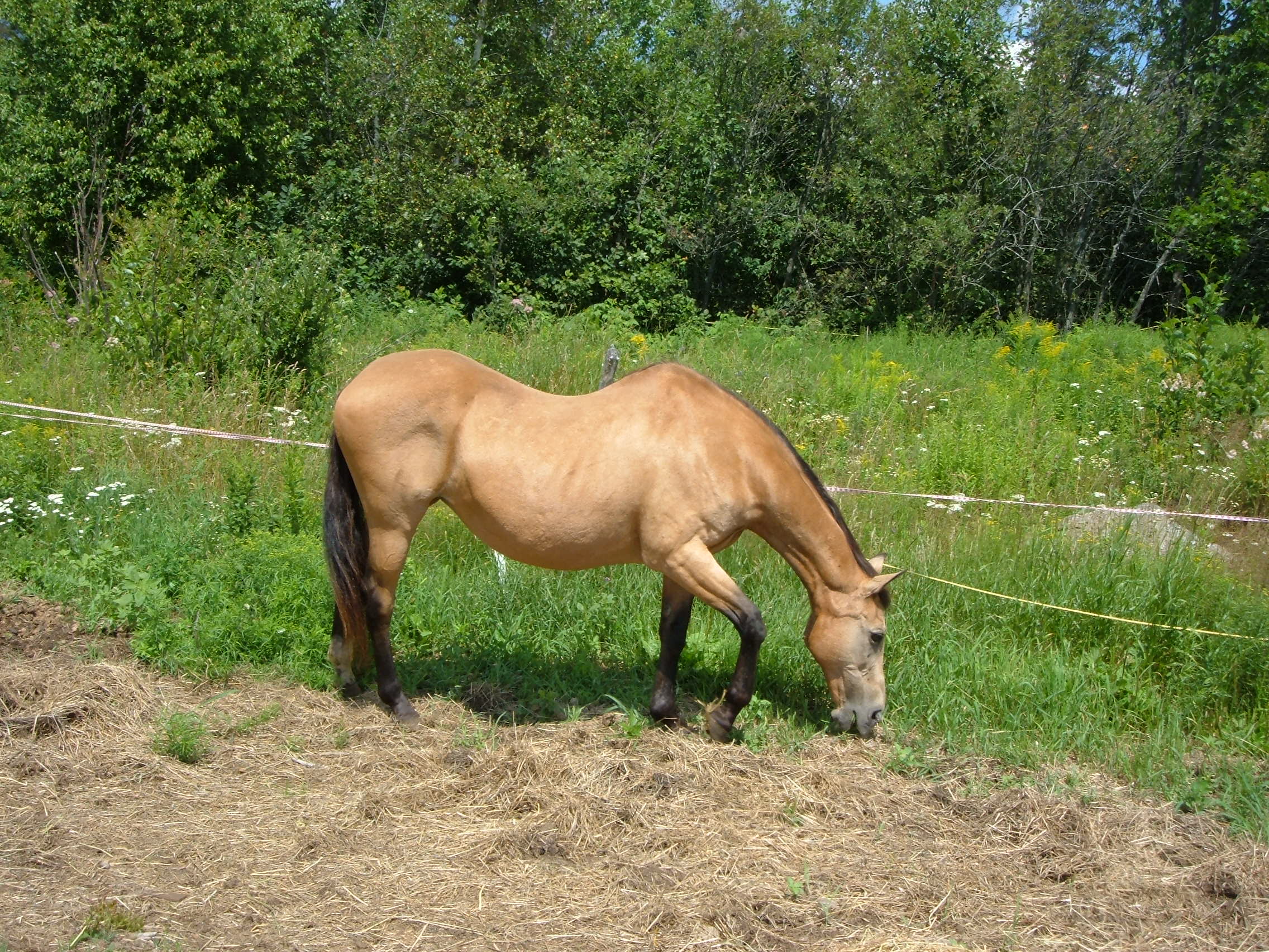 MayBelle