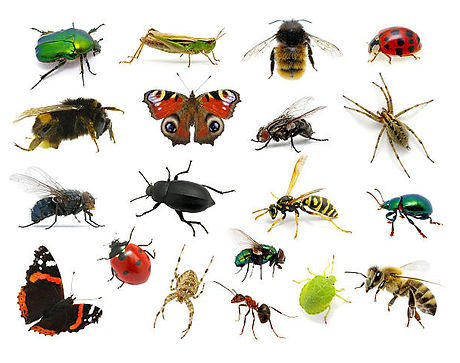 INSECTOS.jpg