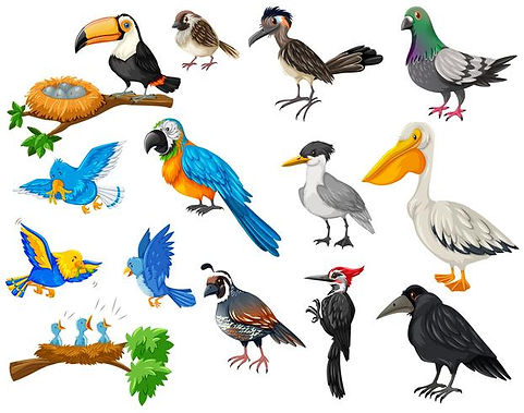 vector-different-kinds-of-birds-set.jpg
