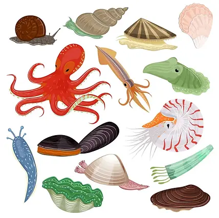depositphotos_219369464-stock-illustration-shellfish-vector-marine-animal-octopus.jpg