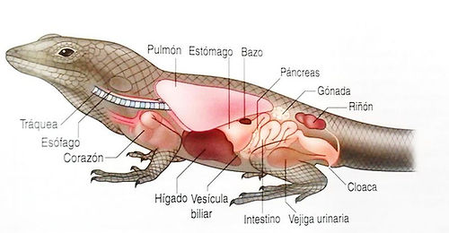 figura-24-anatomia-de-un-lagarto-lateral-jepson-2011.jpg