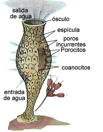 esponja1.gif