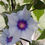 Thumbnail: Mizu Murasaki Japanese Morning Glory