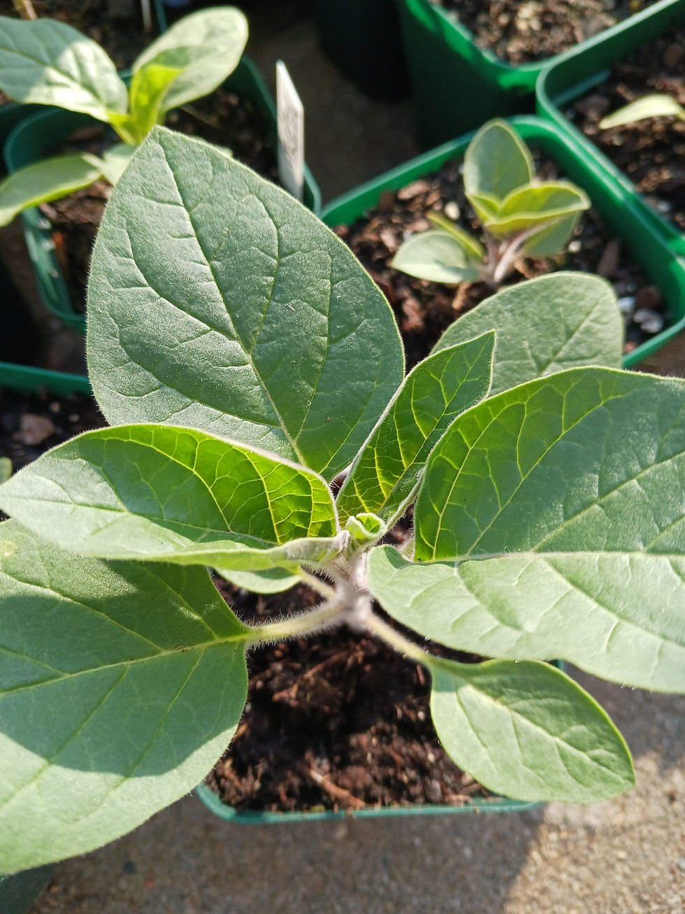 Thumbnail: Sacred Datura Datura wrightii