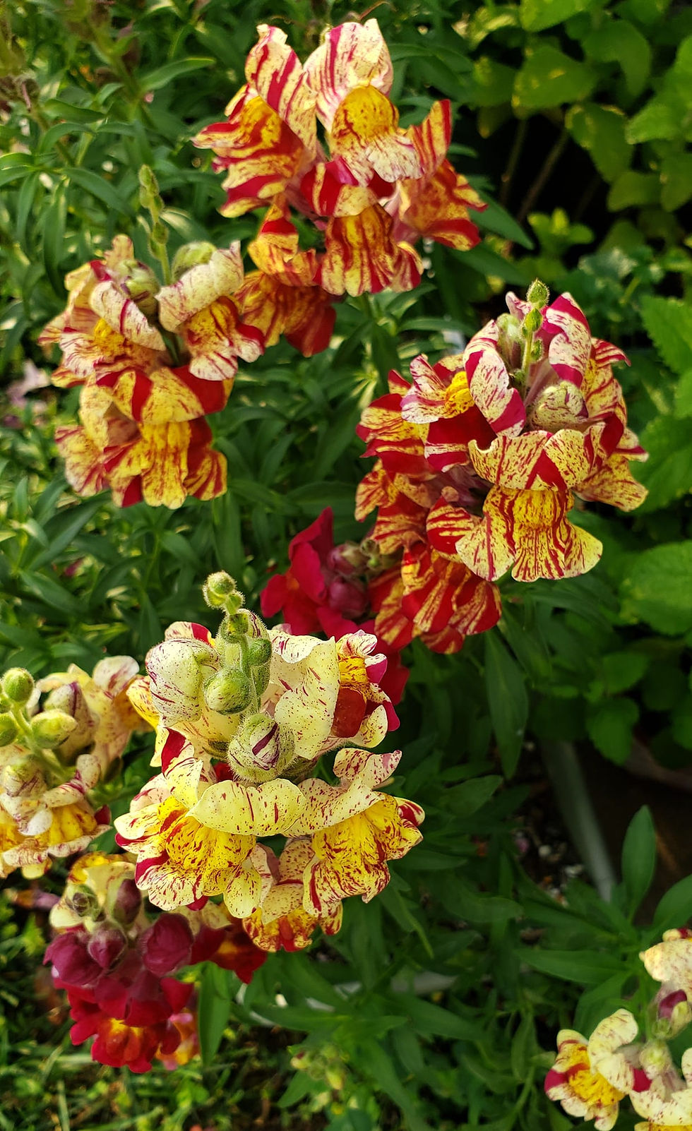 Thumbnail: Torbay Rock Snapdragon