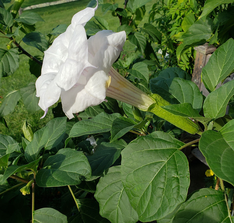 Thumbnail: Purple Striped BEAUTY Datura metel