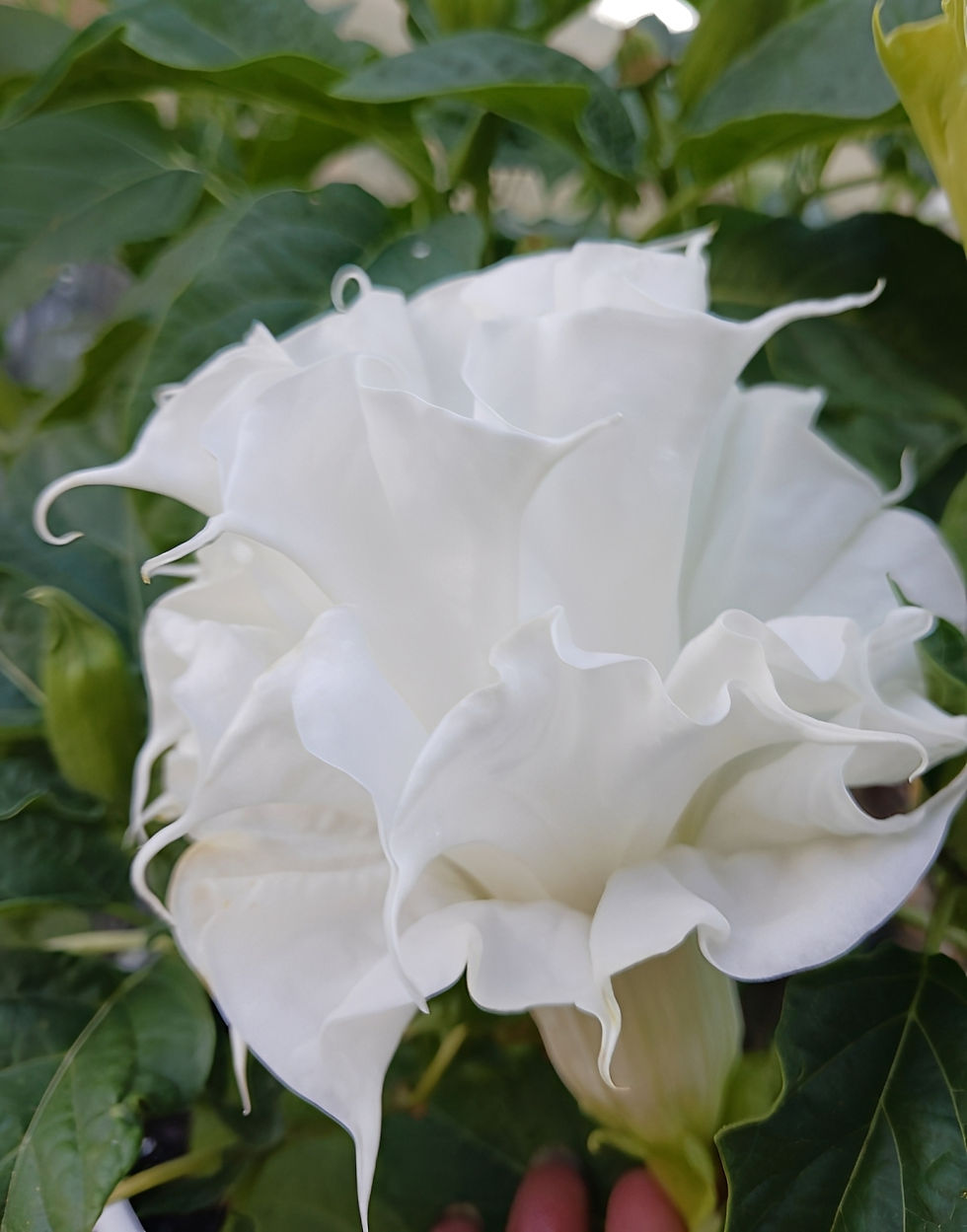 Thumbnail: Triple "Ballerina" White Datura Metel