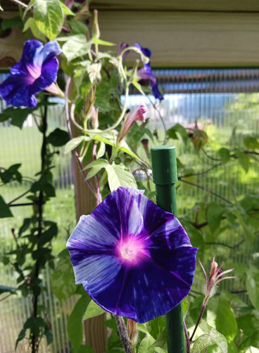 Aoi Nami (Blue Wave) Japanese Morning Glory | Plant Minded Co.