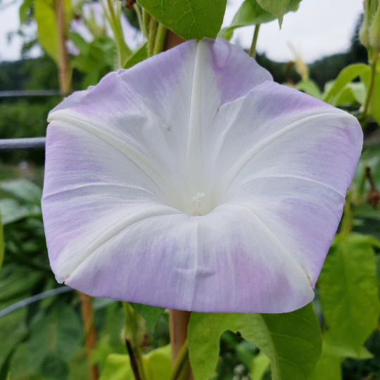 Thumbnail: Lavender Blush Japanese Morning Glory