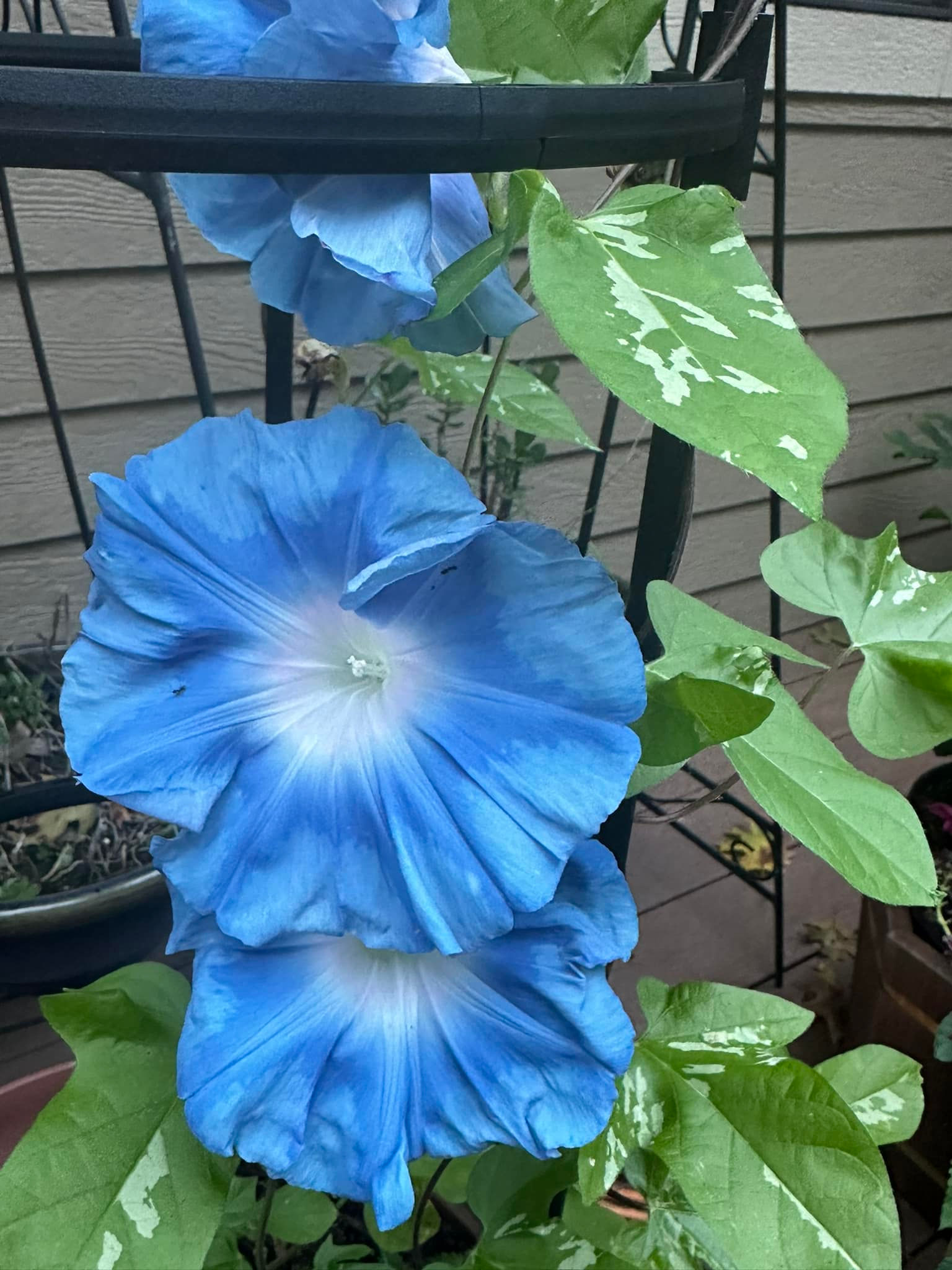 Aogakiyama Japanese Morning Glory
