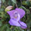 Thumbnail: Snail Vine