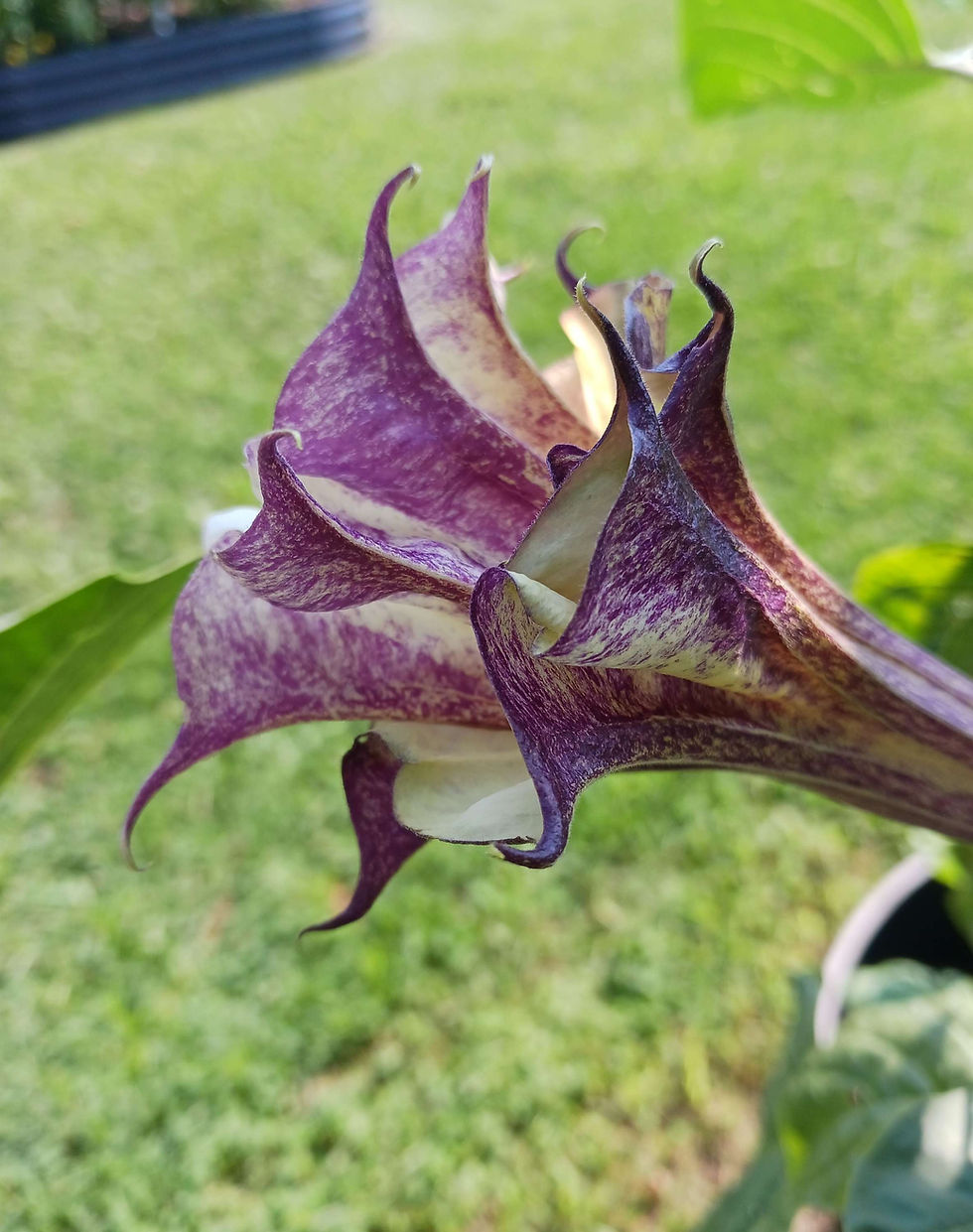 Thumbnail: Datura "Box of Chocolate"