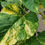 Thumbnail: Variegated Sunflower