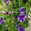 Thumbnail: Fuji no Murasaki Japanese Morning Glory