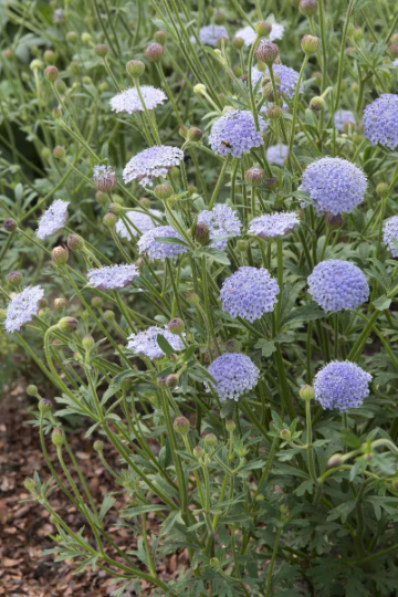 Thumbnail: Blue Lace Flower Didiscus caeruleus