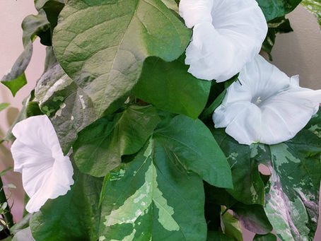 Shirayuki Japanese Morning Glory