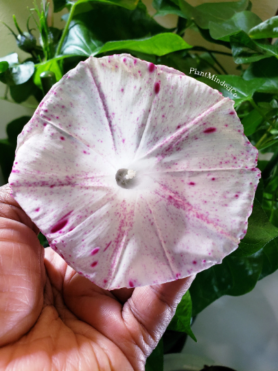 Thumbnail: Raspberry Ice Japanese Morning Glory