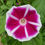 Thumbnail: Rosita Japanese Morning Glory