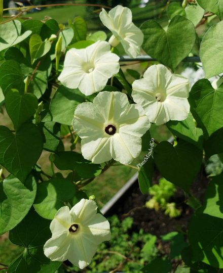 Thumbnail: Obscure Morning Glory
