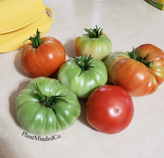 Thumbnail: BIG RED TOMATO - Heirloom