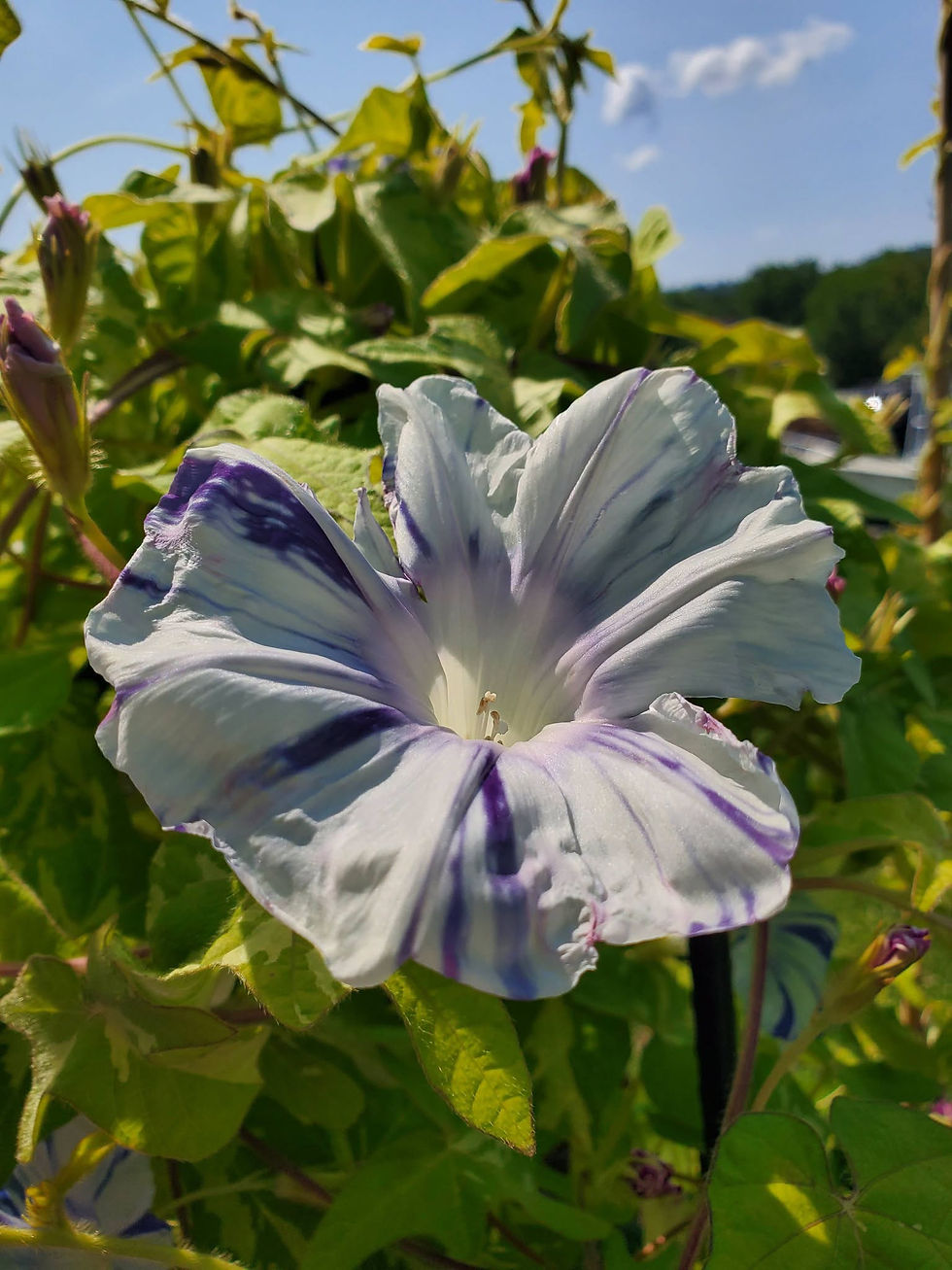 Thumbnail: Keiryu Japanese Morning Glory