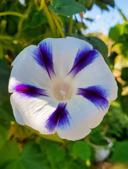 Thumbnail: Milky Galaxy Morning Glory