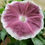 Thumbnail: Cocoa Rose Japanese Morning Glory