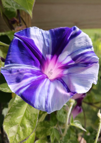 aoiポピー Aoi Nami (Blue Wave) Japanese Morning Glory | Plant Minded Co.