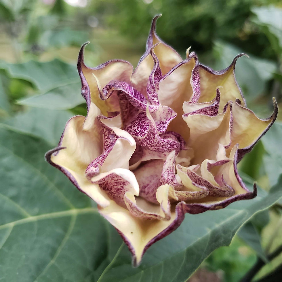 Thumbnail: Datura "Box of Chocolate"