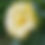 Thumbnail: Datura "Ballerina Yellow"