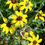 Thumbnail: Chocolate Daisy (Berlandiera lyrata)
