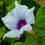 Thumbnail: Mizu Murasaki Japanese Morning Glory