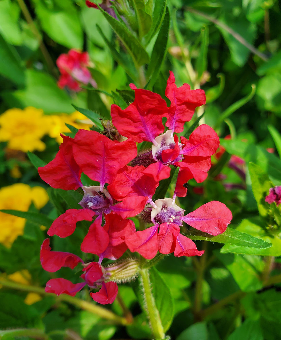 Cuphea Sriracha Rose