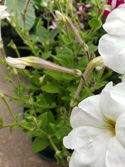 Thumbnail: White Moon Petunia Petunia Axillaris