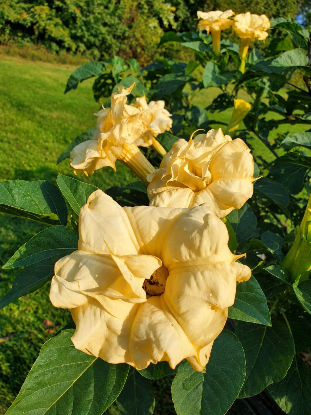 Datura "Ballerina Yellow"