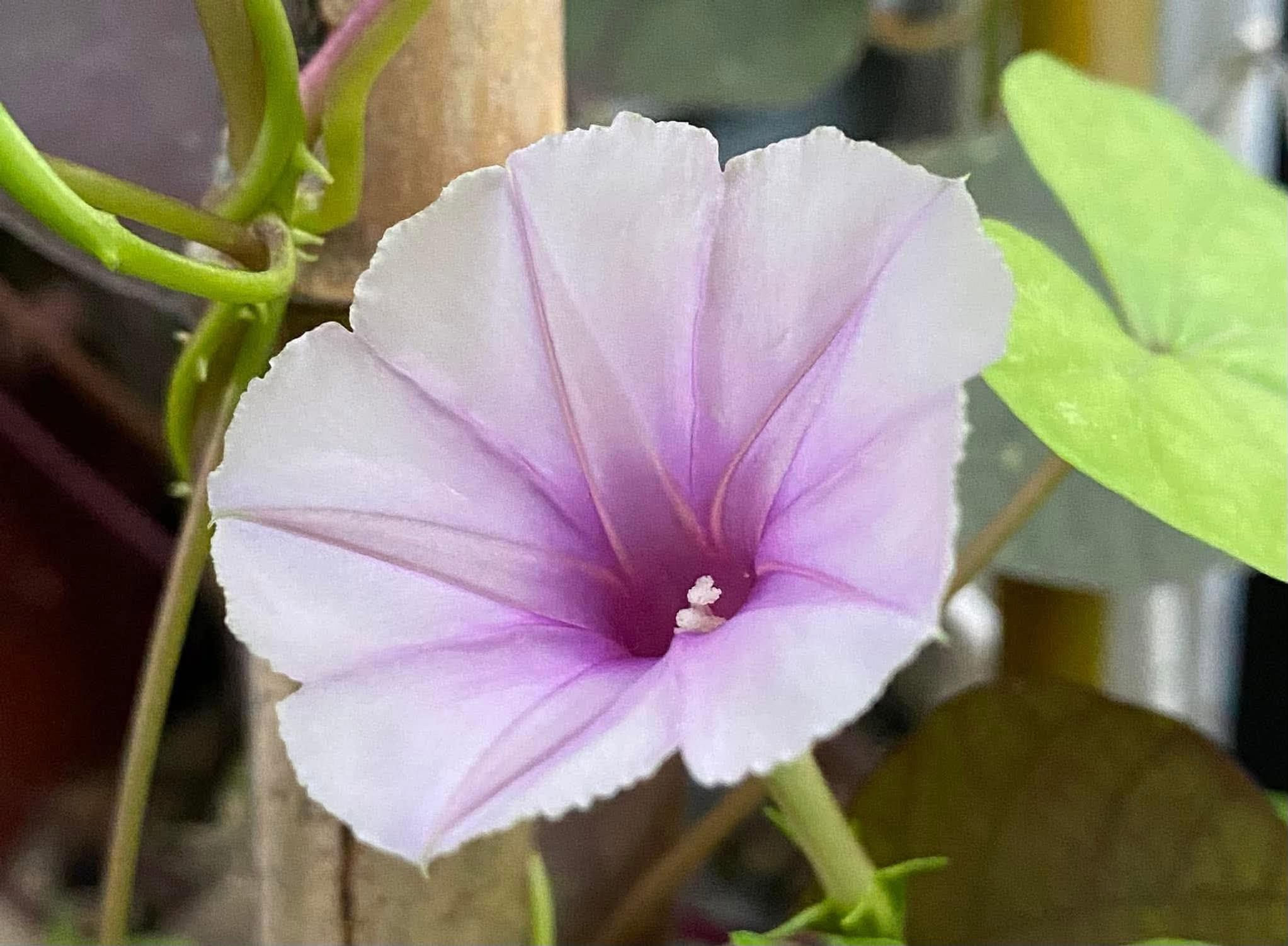 Lavender Moonvine