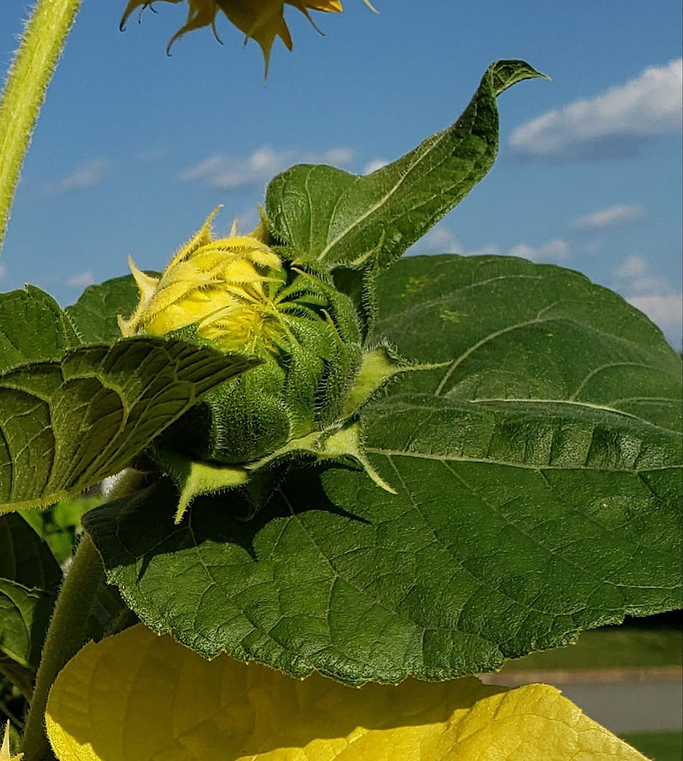Thumbnail: Variegated Sunflower