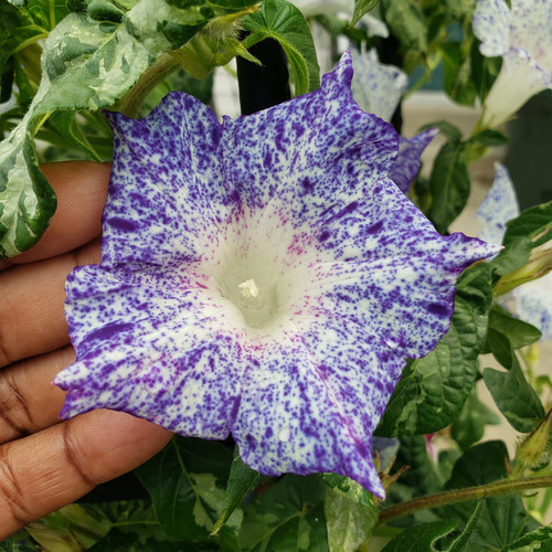 Yukata Corto Viola Con Elegante Motivo Di Fiori Di Ciliegio E Geisha