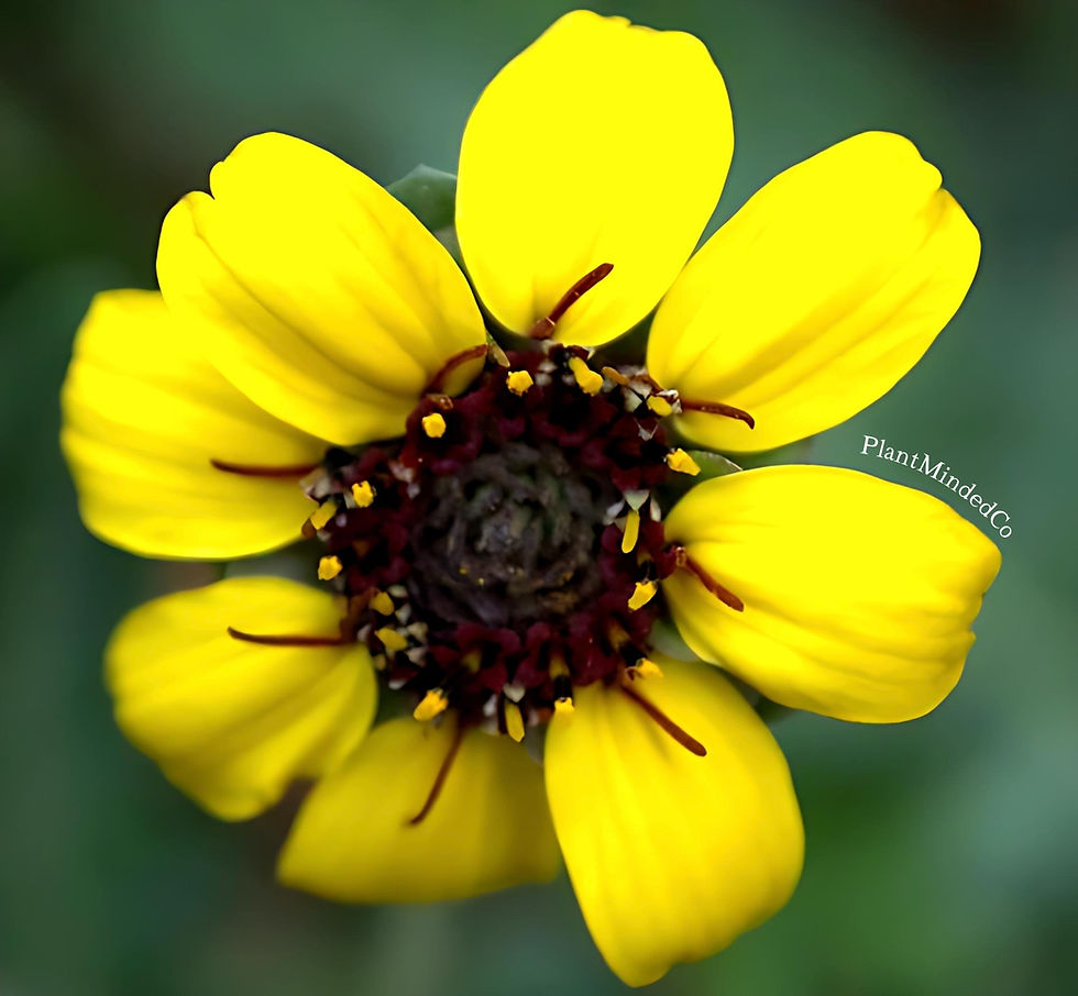 Chocolate Daisy (Berlandiera lyrata)
