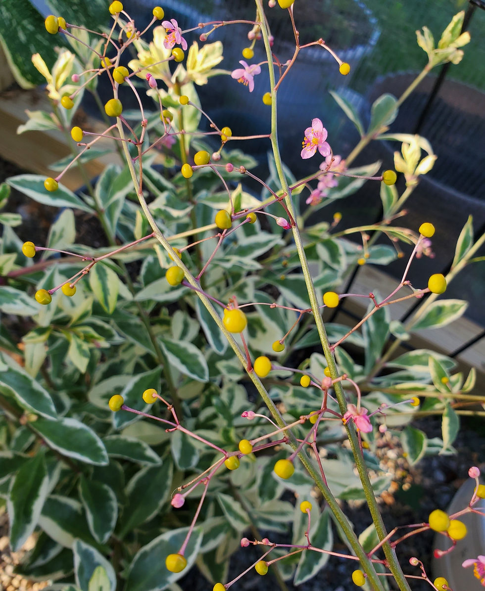 Thumbnail: Variegated Jewels of Opar