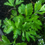 Thumbnail: PARSLEY - Culinary Herb (Italian Flat Leaf)