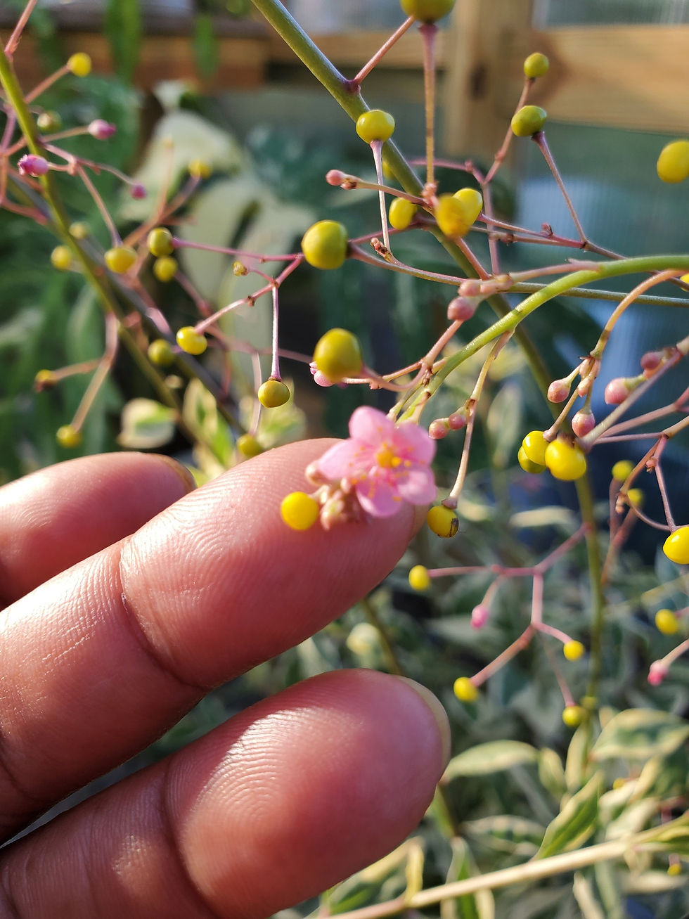 Thumbnail: Variegated Jewels of Opar
