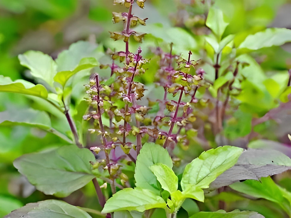 HOLY BASIL - Ocimum sanctum - Tulsi