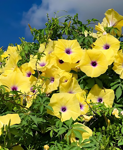 Terrific Yellow Morning Glory Images